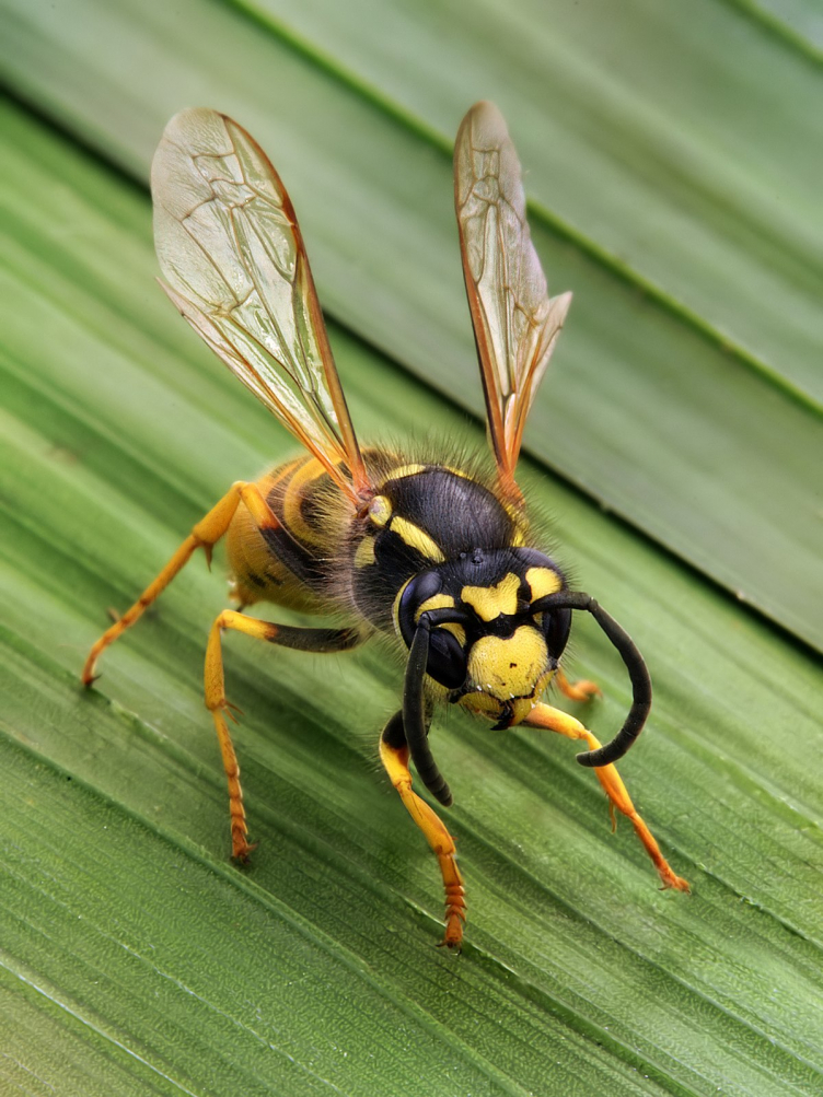 'Avespa', 'nespra', 'vespa'... Qual a forma supradialetal proposta para esse inseto?